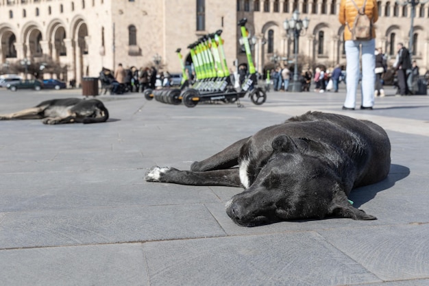 Grote honden slapen op stenen platen van het centrale stadsplein tussen de toeristenmenigte in het zonlicht Yerevan Armenië