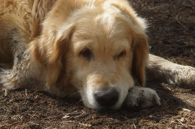 Grote hondenras Golden Retriever rusten liggend op de grond.