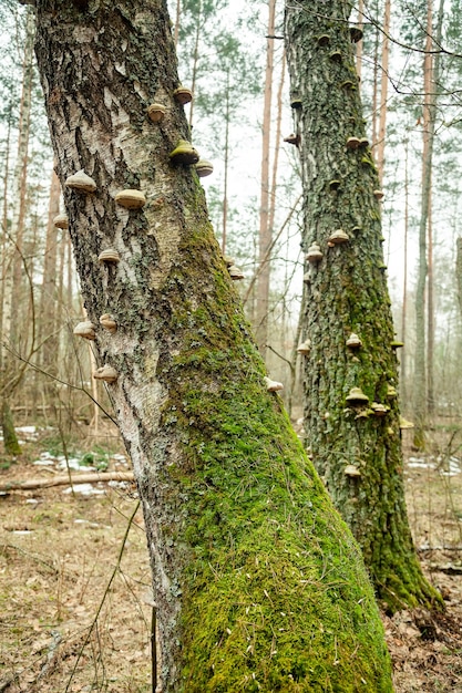 Grote houtige paddenstoelen op een met mos bedekte boomstam