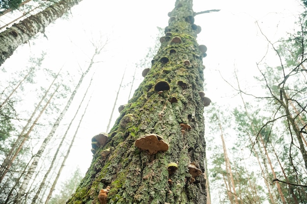 Grote houtige paddenstoelen op een met mos bedekte boomstam