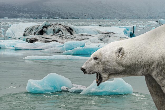 Foto grote ijsbeer huilt met open mond voor smeltende zee-ijs met blauwe ijsbergen in een subpolaire regio zomer met opwarming van de aarde samengestelde details