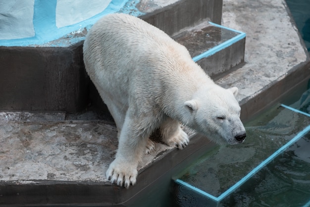 Grote ijsbeer met wilde dieren in de dierentuin