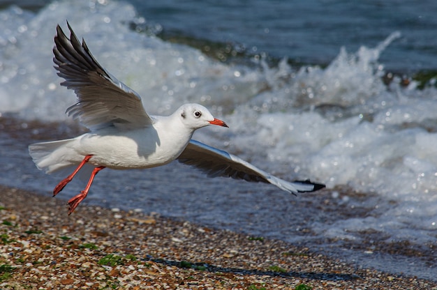 Grote Ivoormeeuw stijgt in de lucht boven zeegolven en zand