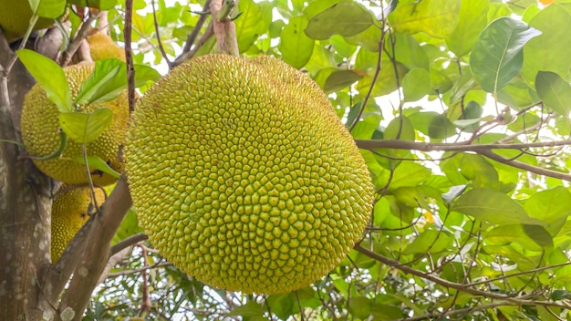 Foto grote jackfruit aan de boom in de tuin in thailand