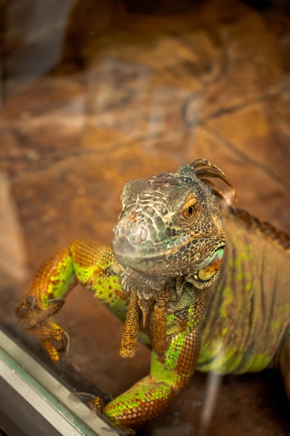 Foto grote kameleon die in het glas kijkt