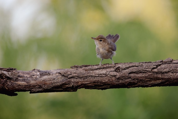 Grote karekiet acrocephalus arundinaceus een prachtige vogel op een boom