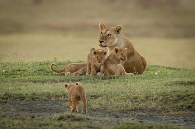 Foto grote kat en welpen op het gras