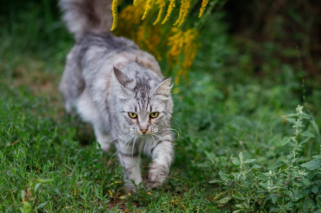 Grote kat vergelijkbaar met meikun tijdens een wandeling tussen de bloemen in de zomer Huisdieren in de zomer