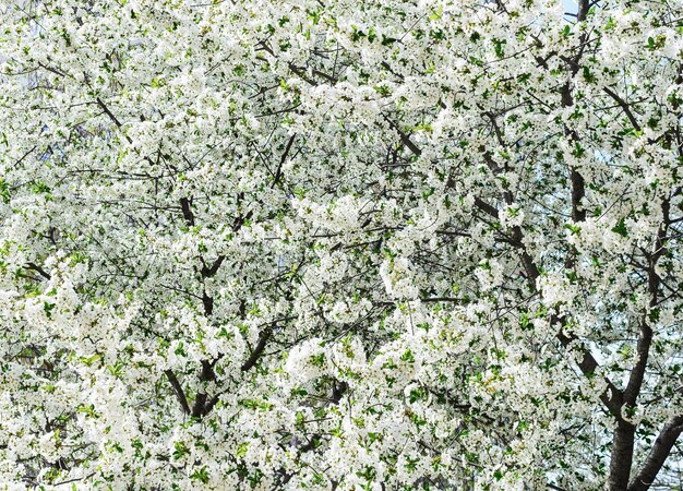 Grote kersenbloesemboom in de tuin