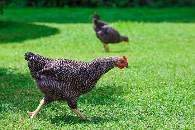 Grote kip twee op het groene gras