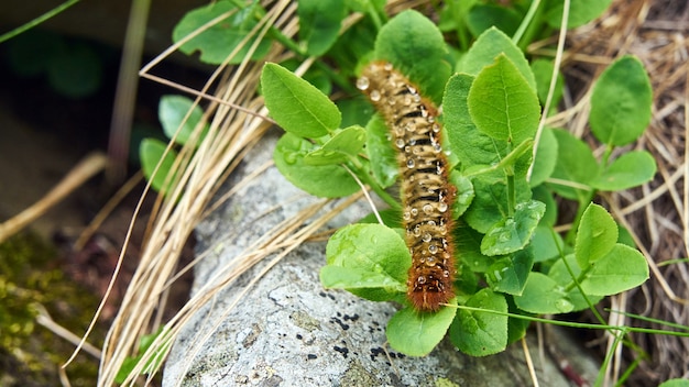 Grote kleurrijke rups eet blad, Sochi