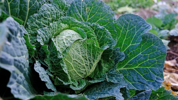 Grote kool in de moestuin