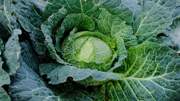 grote kool met waterdruppels in de moestuin