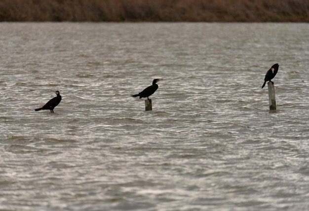Grote kormoran die alleen in ruw water zit