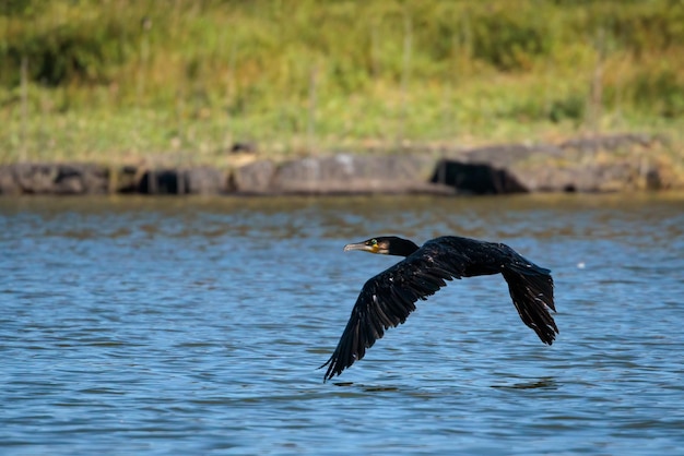 Grote kormoran Phalacrocorax carbo