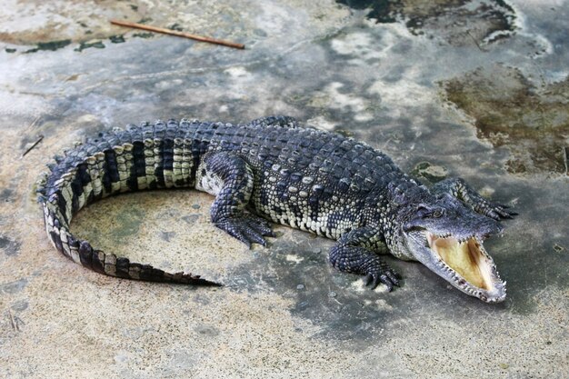 grote krokodil in de boerderij