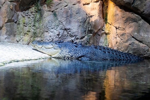 Grote krokodil in groene meerkrokodil ligt aan de oever van het stuwmeer