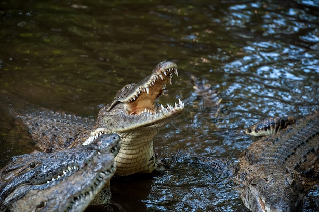 Grote krokodil in Nationaal park van Kenia, Afrika