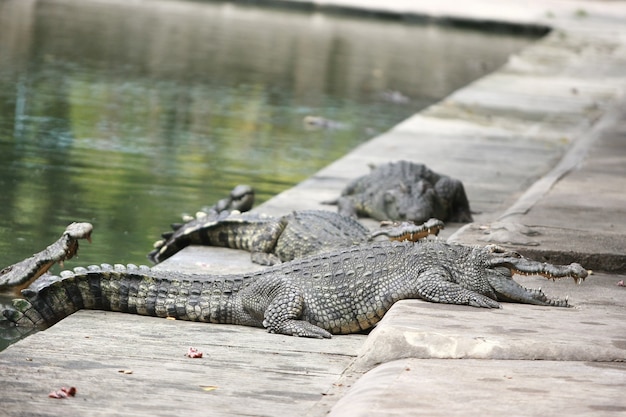 Grote krokodil op het landbouwbedrijf, Thailand