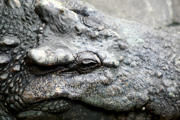 Grote krokodil op het landbouwbedrijf, Thailand