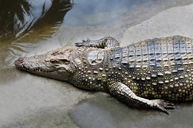 Foto grote krokodil