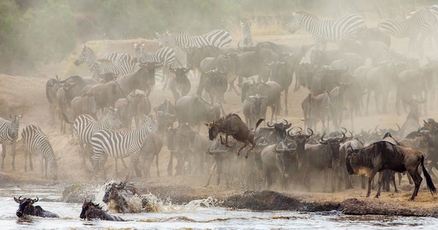 Grote kudde gnoes gaat over de Mara-rivier. Grote migratie. Kenia. Tanzania. Masai Mara Nationaal Park.