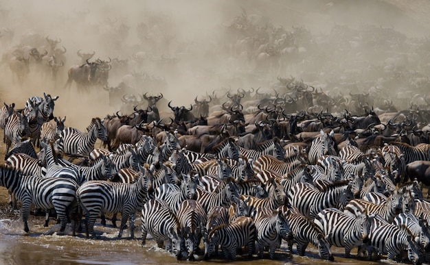 Grote kudde gnoes gaat over de Mara-rivier. Grote migratie. Kenia. Tanzania. Masai Mara Nationaal Park.