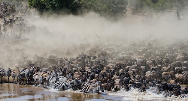 Grote kudde gnoes gaat over de Mara-rivier. Grote migratie. Kenia. Tanzania. Masai Mara Nationaal Park.