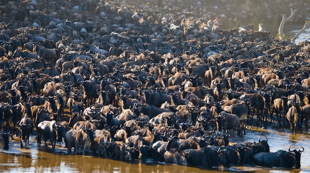 Grote kudde gnoes gaat over de Mara-rivier