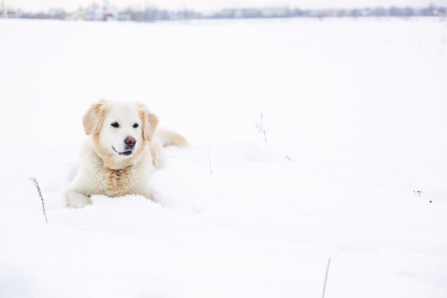 Grote labrador retriever-hond in winterlandschap ligt in de sneeuw in sneeuwjachtdri