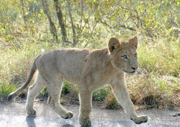 Grote leeuw steekt de weg over Een leeuwin met welpen steekt de weg over Zuid-Afrikaans dier