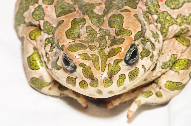 Foto grote lelijke kikker gewone europese pad bufo