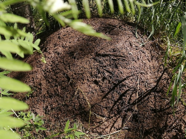 Grote levende bruine mierenhoop in een bos en dennenbos