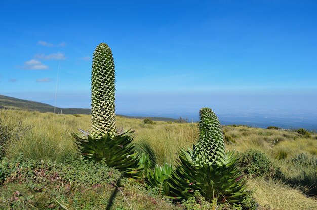 Foto grote lobelia - lobelia deckenii in het mount kenya national park in kenia