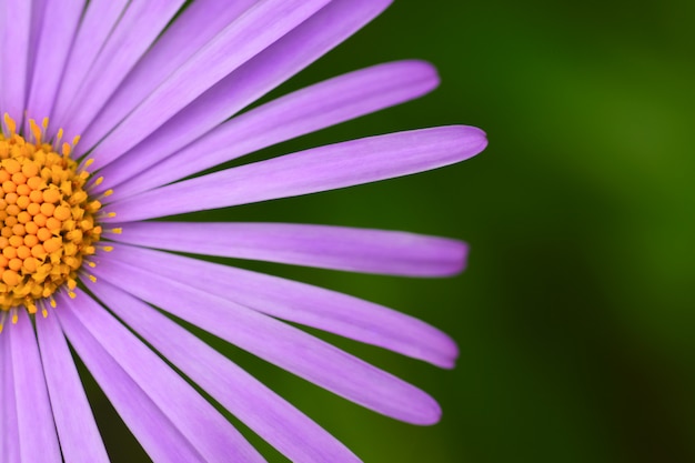 Grote madeliefjebloem met violet bloemblaadjesclose-up