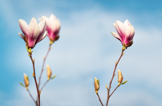 Foto grote magnolia bloemen op de achtergrond van de lucht lente bloemen lente kaart