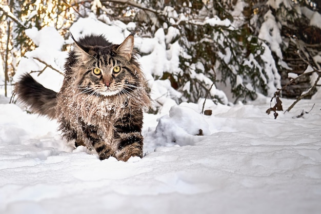 Foto grote maine coon kat loopt op sneeuw in het winterbos