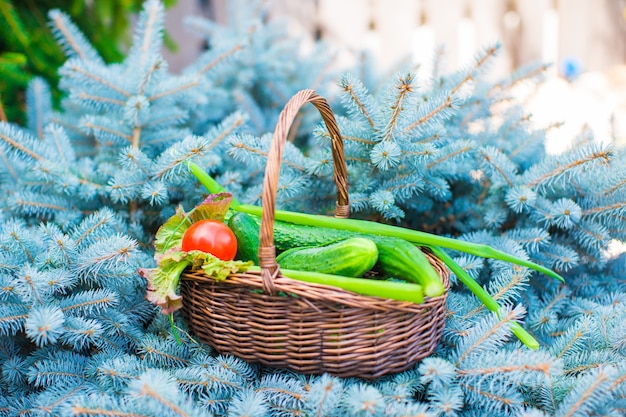 Grote mand vol geoogste komkommers en tomaten op groene spar