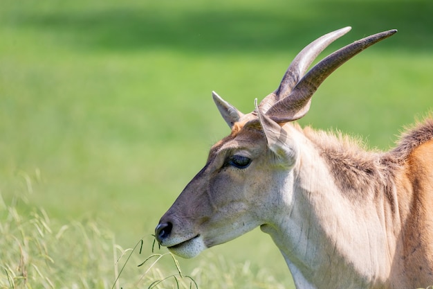 Grote mannelijke eland antilope