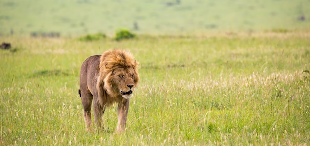 Grote mannelijke leeuw die in de savanne loopt