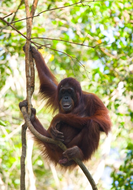 Grote mannelijke orang-oetan op een boom in het wild. Indonesië. Het eiland Kalimantan (Borneo).