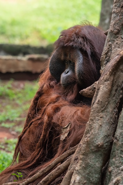 Grote mannelijke orang-oetan van het eiland Borneo