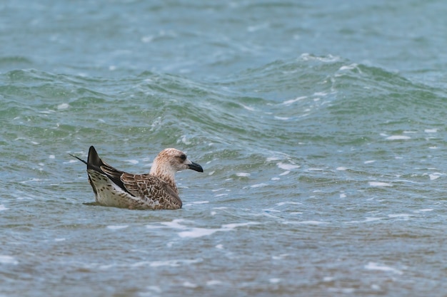 Grote meeuw zwemt op zee