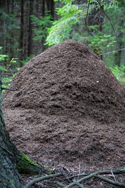 Grote mierenhoop in het bos. Enorm huis van mieren in het herfstbos