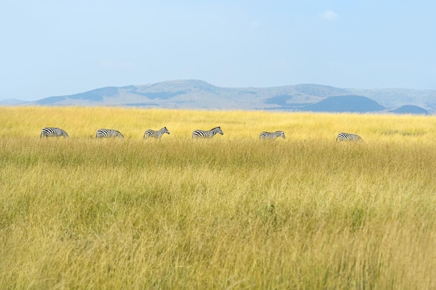 Grote migratie van zebra's in de masai mara.