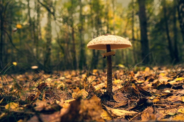 Grote mooie paraplupaddestoel op een bosopen plek in de herfst
