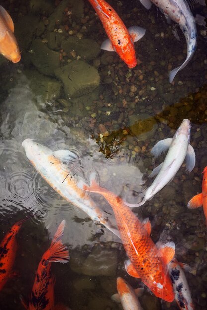 Grote mooie vissen zwemmen in een vijver met waterlelies, een rustige mooie plek om te relaxen