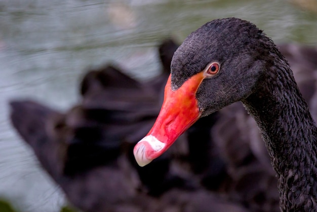 Grote mooie watervogel zwarte zwaan portret