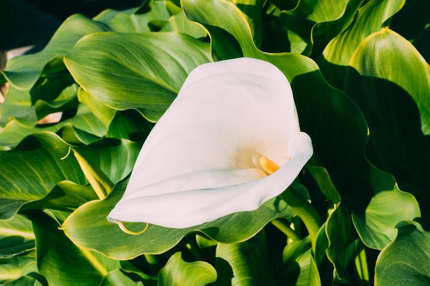 Grote mooie witte bloem als Calla lelies met geel stuifmeel Sierplant Close up