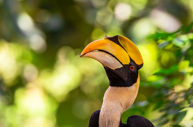 Grote neushoornvogel buceros bicornis